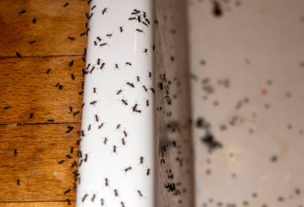 Best Wildlife Control Services  in Huntland, TN